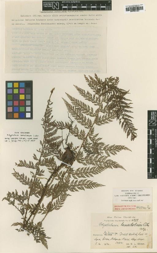 Polystichum lancilobum C.Chr. - BM000937895