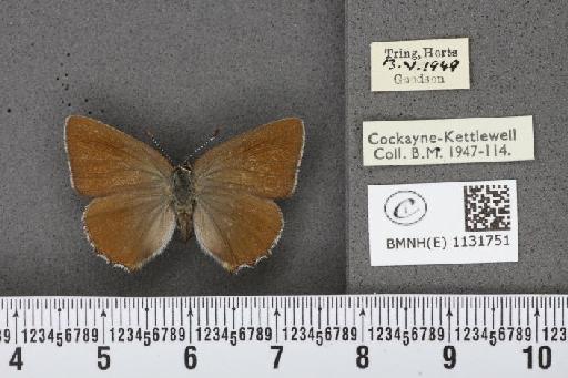 Callophrys rubi rubi (Linnaeus, 1758) - BMNHE_1131751_97308