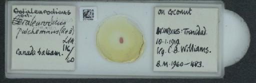 Octaleurodicus pulcherrimus Quaintance & Baker, 1913 - 010162858_117676_1092252