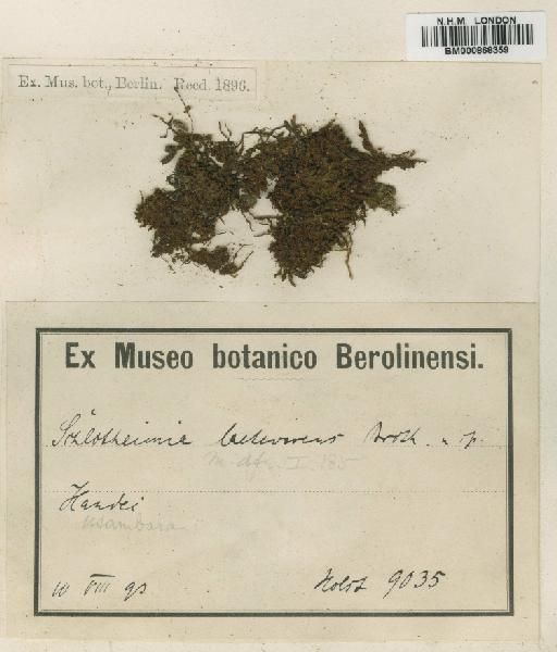 Schlotheimia ferruginea (Hook. & Grev.) Brid. - BM000868359