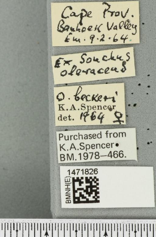 Ophiomyia beckeri (Hendel, 1923) - BMNHE_1471826_label_47041