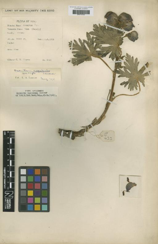 Aconitum nepalense Lauener - BM001209256