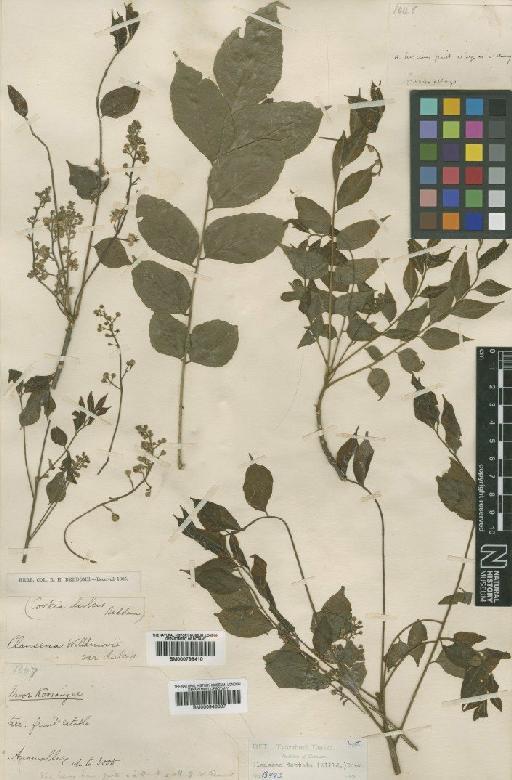 Clausena anisata Willd. - BM000798410