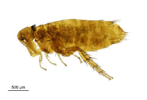 Ctenophthalmus bisoctodentatus heselhausi Oudemans, 1914 - 010177273__2016_12_14-Scene-1-ScanRegion0