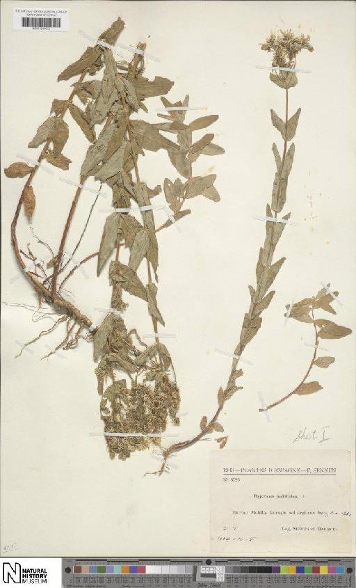 Hypericum perfoliatum L. - BM001204673