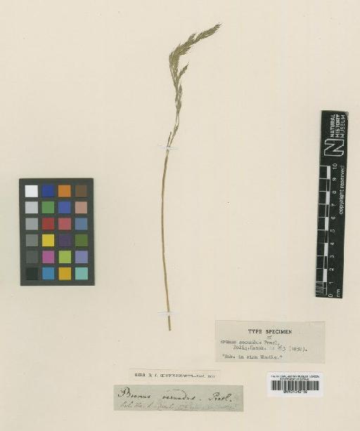 Festuca rubra var. lanuginosa Mert. & W.D.J.Koch - BM001042138