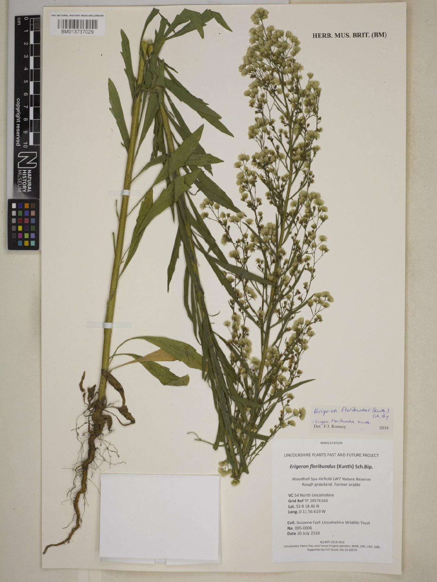To NHMUK collection (Erigeron floribundus (Kunth) Sch.Bip.; NHMUK:ecatalogue:8758236)