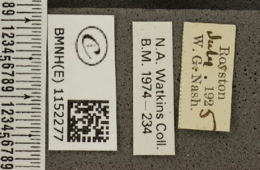 Lysandra coridon ab. discojuncta Bright & Leeds, 1938 - BMNHE_1152277_label_103506