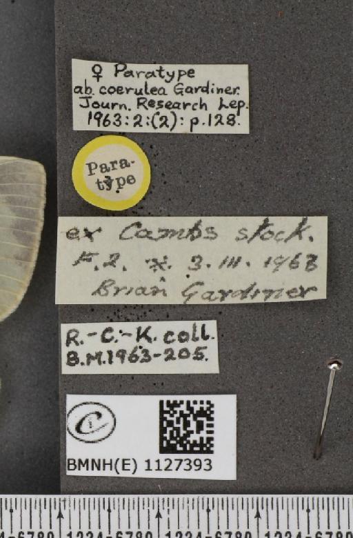 Pieris brassicae ab. coerulea Gardiner, 1963 - BMNHE_1127393_label_84580