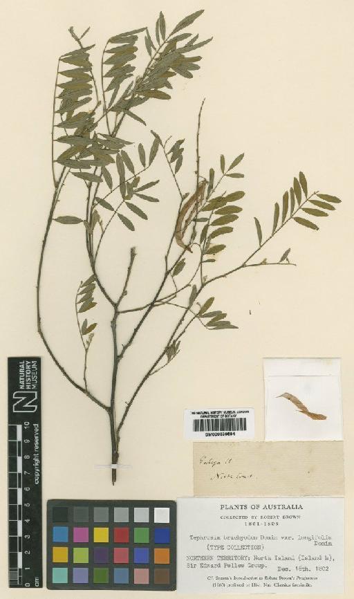 Tephrosia brachyodon var. longifolia Domin - BM000839594