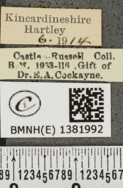 Aricia artaxerxes artaxerxes ab. quadripuncta Tutt, 1896 - BMNHE_1381992_label_179217