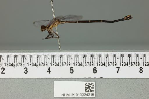 Argia ulmeca Calvert, 1902 - 013324216_lateral