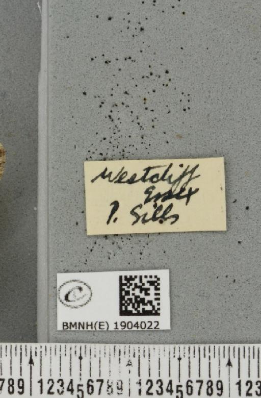 Agriopis leucophaearia (Denis & Schiffermüller, 1775) - BMNHE_1904022_a_label_463114
