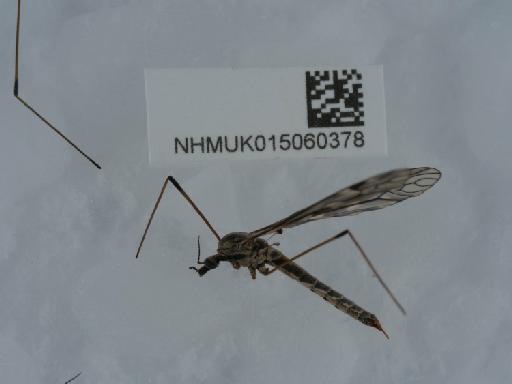 Tipula (Savtshenkia) rufina rufina Meigen, 1818 - 015060378_2