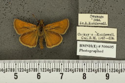 Thymelicus acteon ab. clara Tutt, 1906 - BMNHE_500605_157213