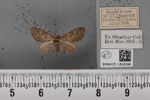 Eupithecia pusillata (Denis & Schiffermüller, 1775) - BMNHE_1816366_385432