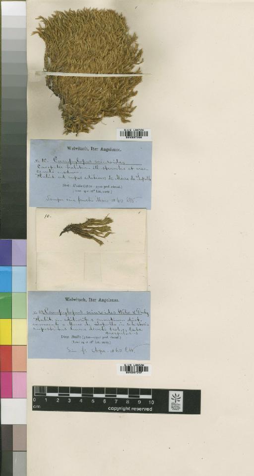 Campylopus savannarum (Müll.Hal.) Mitt. - BM000870166_a