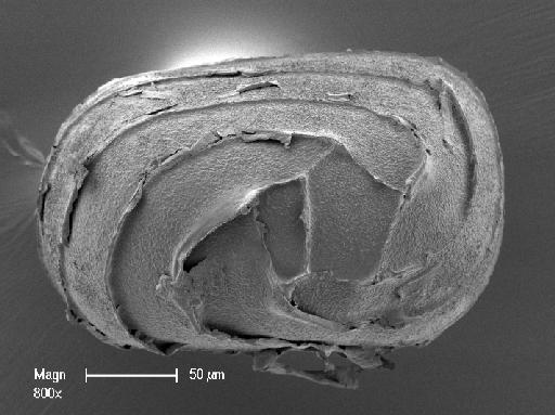 Nitella acuminata A.Braun ex Wallman - OosporeBase