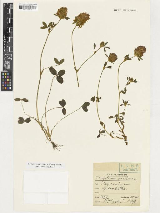 Trifolium pratense L. - BM001036723