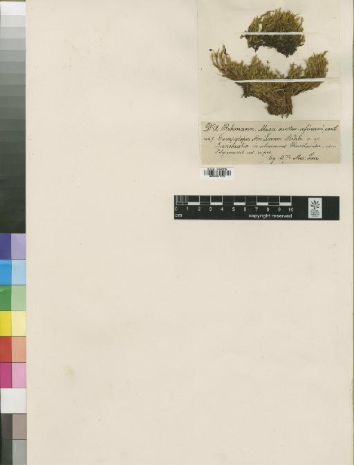 Campylopus robillardei Besch. - BM000870192_a