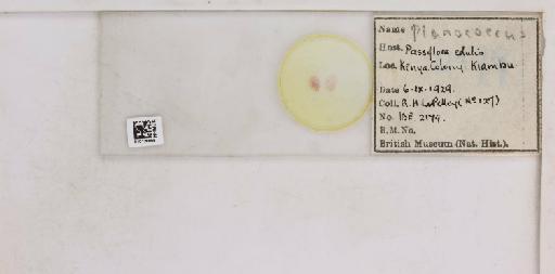 Planococcus Ferris, 1950 - 010138895__