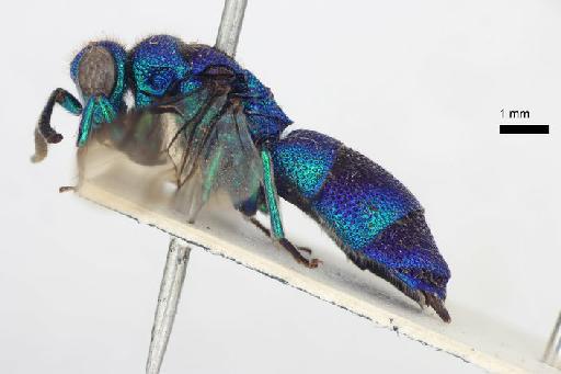 Chrysis janthina Smith, F., 1874 - Chrysis_janthina-BMNH(E)#970875_type-lateral-1_25X