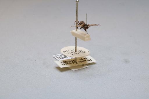 Thamastes dipterus Hagen, 1858 - 014513948_additional_4