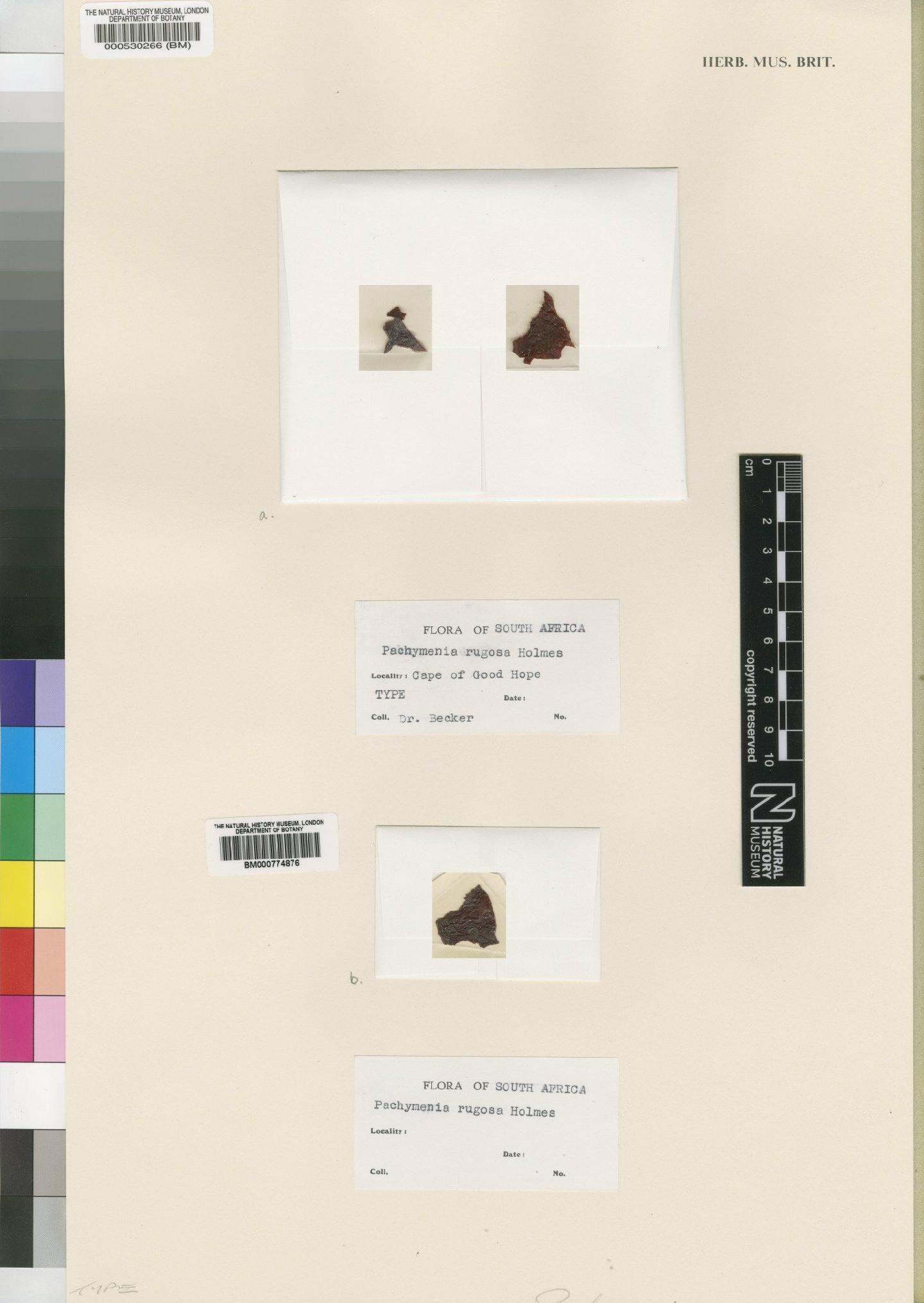 To NHMUK collection (Pachymenia rugosa Holmes; TYPE; NHMUK:ecatalogue:4858506)