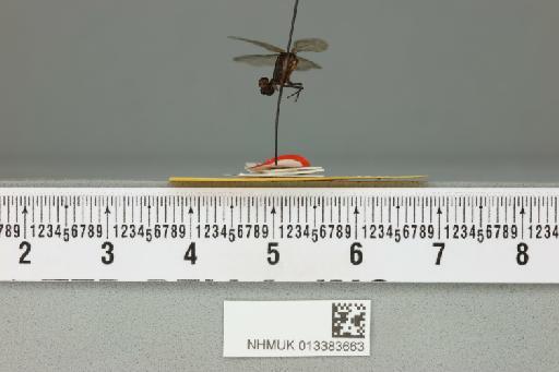 Argia makoka Fraser, 1946 - 013383663_lateral