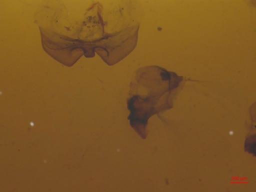 Melolonthinae Leach, 1819 - 010130210___3