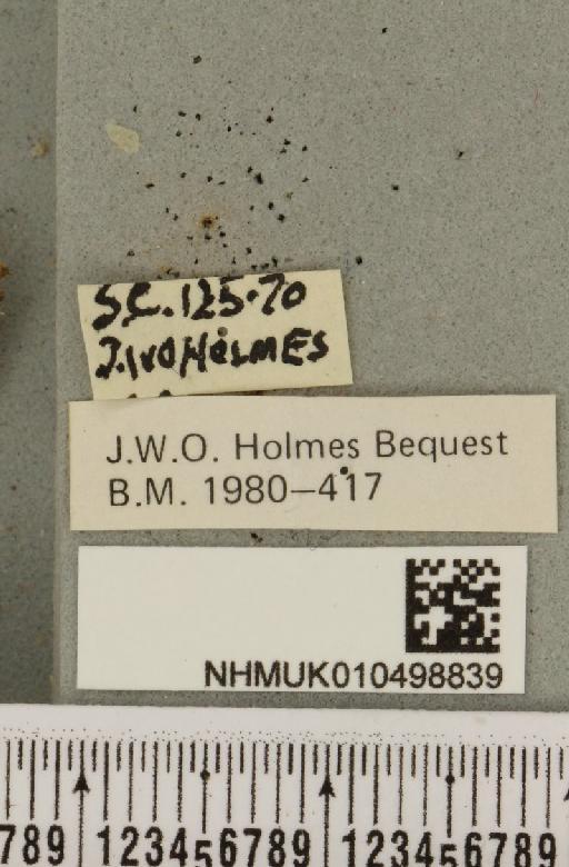 Colocasia coryli (Linnaeus, 1758) - NHMUK_010498839_label_556671