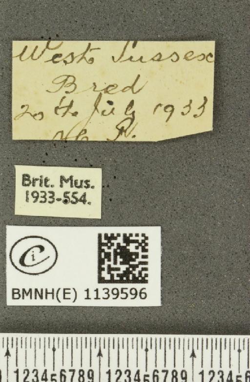 Thecla betulae (Linnaeus, 1758) - BMNHE_1139596_label_95604