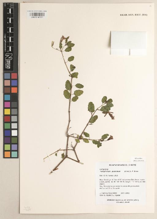 Porophyllum punctatum (Mill) Blake - 013848379