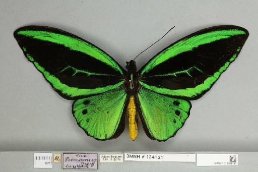 Ornithoptera priamus pronomus Gray, 1852 - 013604142__