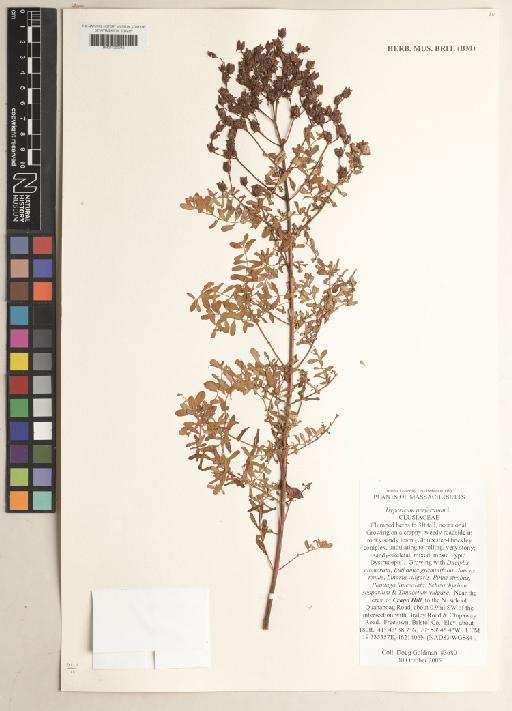 Hypericum perforatum L. - BM001209948