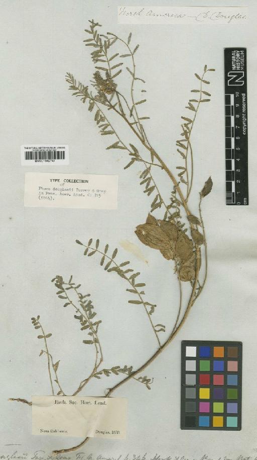 Astragalus douglasii var. douglasii - BM001042741