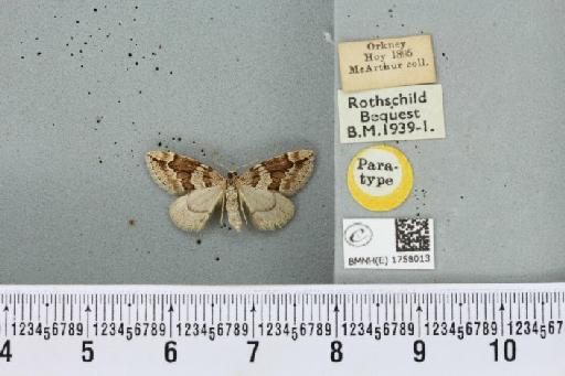 Thera juniperata orcadensis Cockayne, 1950 - BMNHE_1758013_356951