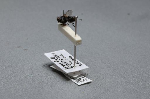 Blaesoxipha (Servaisia) erythrura (Meigen, 1826) - 015087952_additional_2