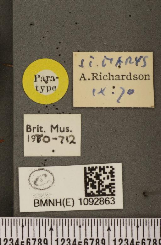 Pararge aegeria insula Howarth, 1971 - BMNHE_1092863_label_3605