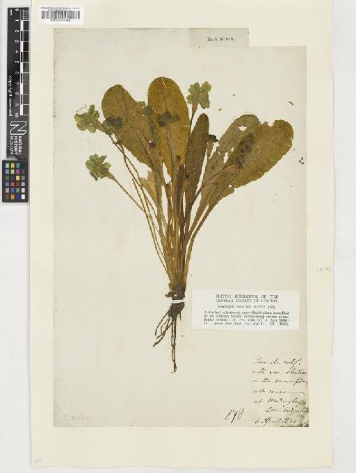 Primula vulgaris Huds. - BM001036785