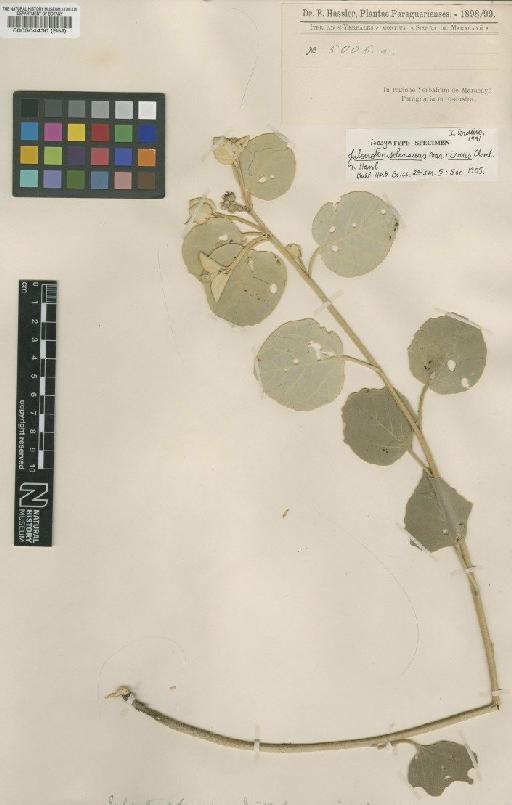 Croton solanaceus (Müll.Arg.) G.L.Webster - BM000504430