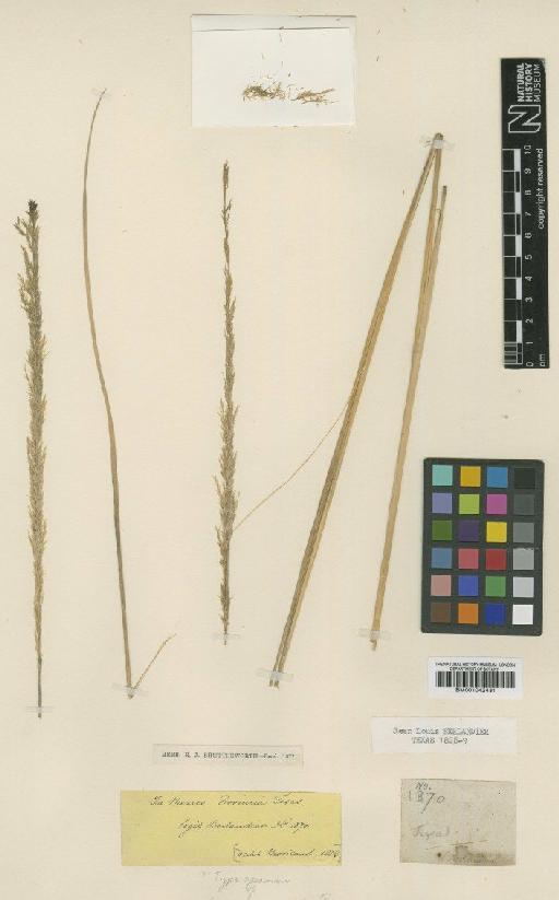 Muhlenbergia lindheimeri Hitchc. - BM001042431