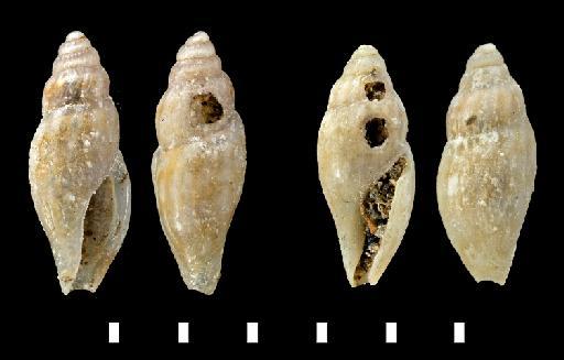 Pleurotoma candeana d'Orbigny, 1847 - 1854.10.4.430