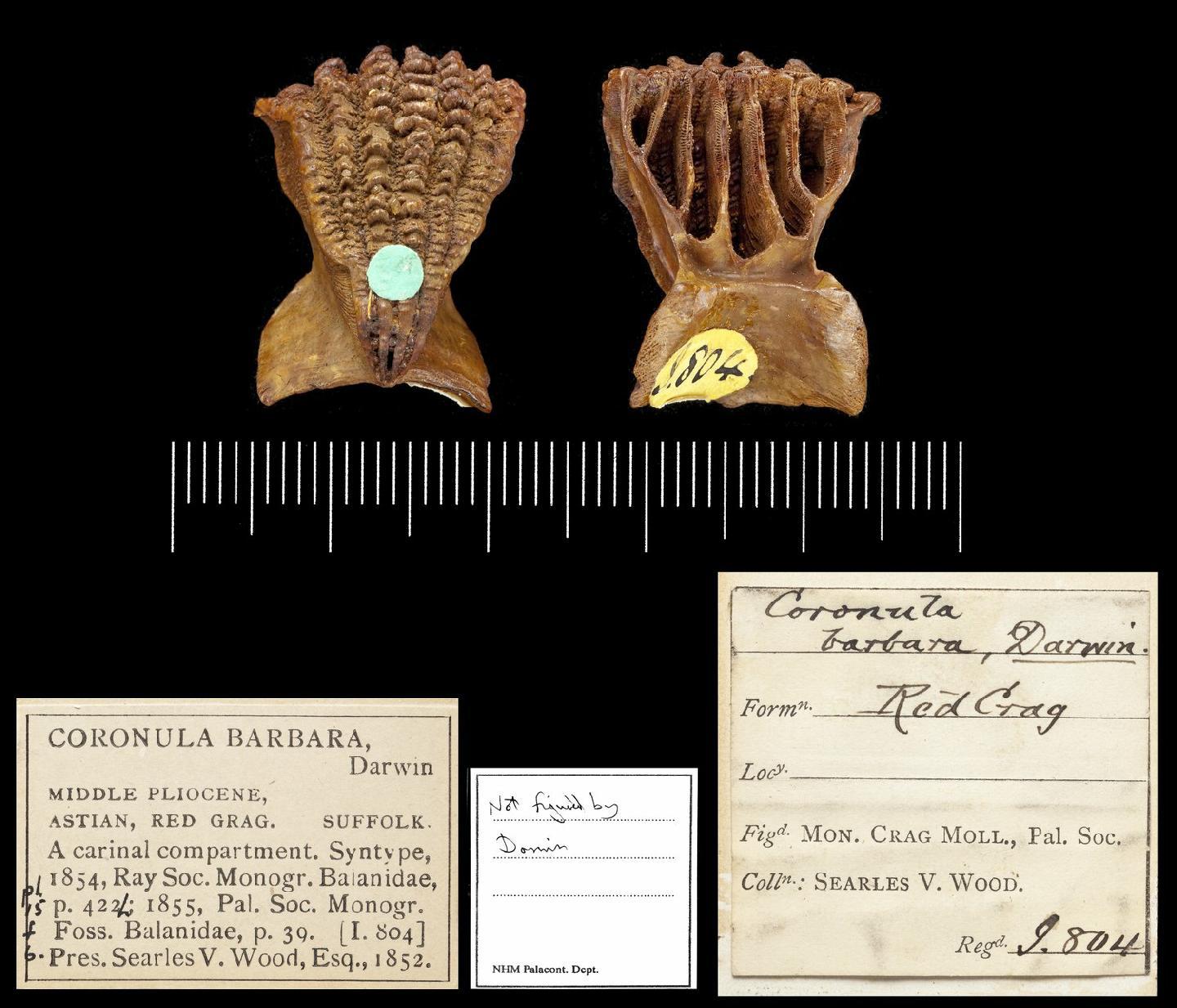 To NHMUK collection (Coronula barbara Darwin, 1854; Syntype; NHMUK:ecatalogue:2719317)