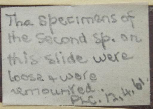 Membranipora umbonata Busk, 1854 - lMembranipora_umbonata_1854_11_15_208-back_label