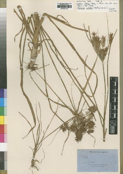 Cyperus callistus Ridl. - BM000922439