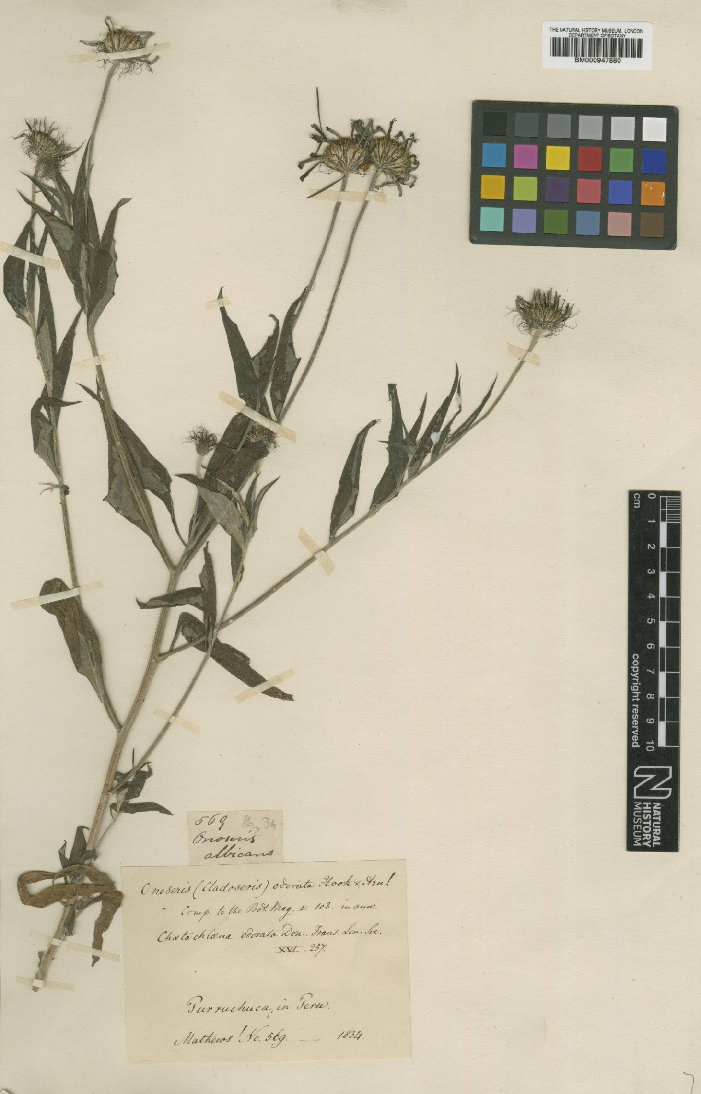 To NHMUK collection (Onoseris odorata (D.Don) Hook. & Arn.; Type; NHMUK:ecatalogue:618653)