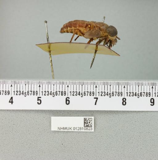 Tabanus nexus Walker, 1857 - 012810823___1