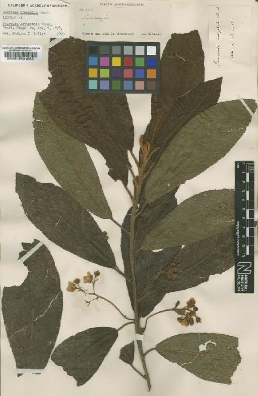 Saurauja oreophila Hemsl. - BM000551562