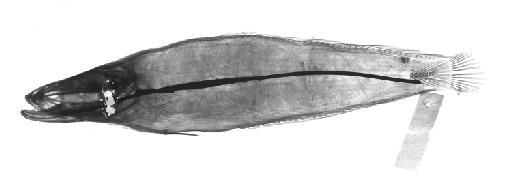 Ophiocephalus pseudomarulius Günther, 1861 - BMNH 1857.6.13.123, HOLOTYPE, Ophiocephalus pseudomarulius, radiograph